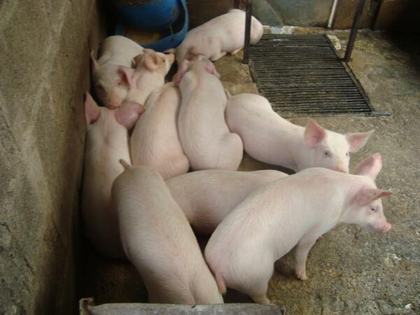 Fittacori's tweet photo. País con luz verde para exportar carne de cerdo a Japón.
http://t.co/U6bO5J2coZ http://t.co/0JvZ70iZBZ