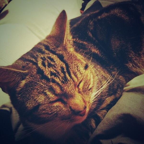 daisymalin95's tweet photo. 🐱meow😍 http://t.co/BiXSqFgt9w