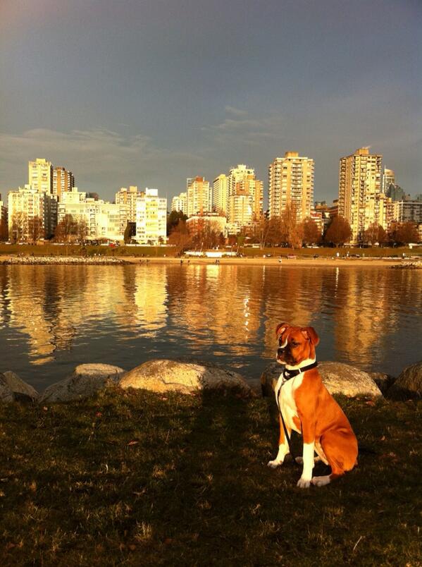 TyraThePup's tweet photo. Beautiful #Vancouver and moi. http://t.co/H1r4ltrLrV