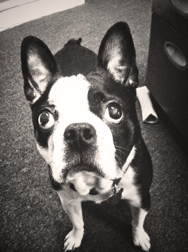 PrizumCreative's tweet photo. Hanging out with Lou at the office today :) -Nina #ocreations #mergingmedia http://t.co/VHymxx93Vp