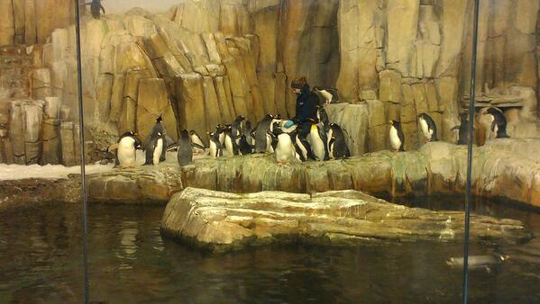 Math714's tweet image. A woman + a lot of penguins at Montréal #biodôme Wow ! They eat 20 fishes a day, food lovers!