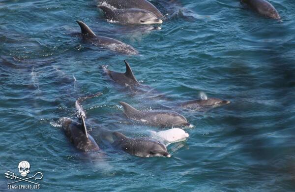 callofthecove's tweet photo. Final hours. Bombard the Japanese embassies &amp; demand the release of these dolphins: http://t.co/LKE13yZVeD http://t.co/mYcCc5VP46
