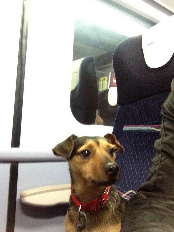 The handsome pup on his first ever train adventure - loving the attention