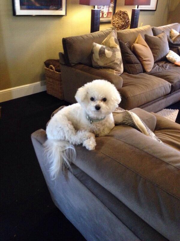 Coppellpups's tweet photo. "BBY TAYYY" soo fluffy!!!! http://t.co/XjugaQFfOs