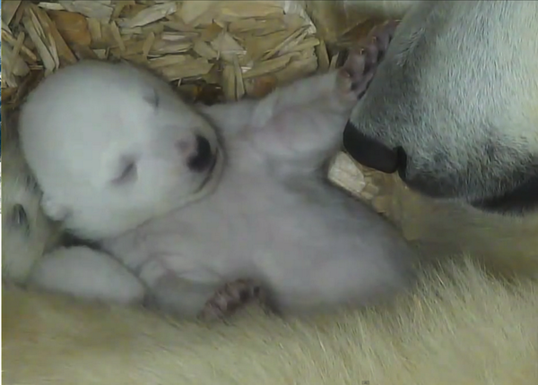 NatGeo's tweet photo. Watch: Polar bear cubs open their eyes for the first time http://t.co/HWNz4lMDsG http://t.co/VL5ei2eDZH