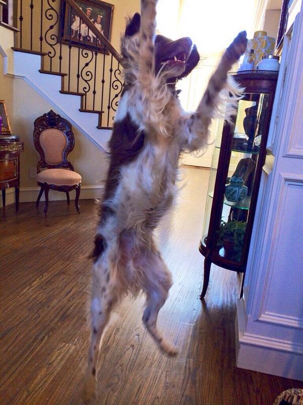 Coppellpups's tweet photo. "Whoooooo exams are ovvaaaaa!!!" Amen to that sista!!! http://t.co/ddqa4oAMkq
