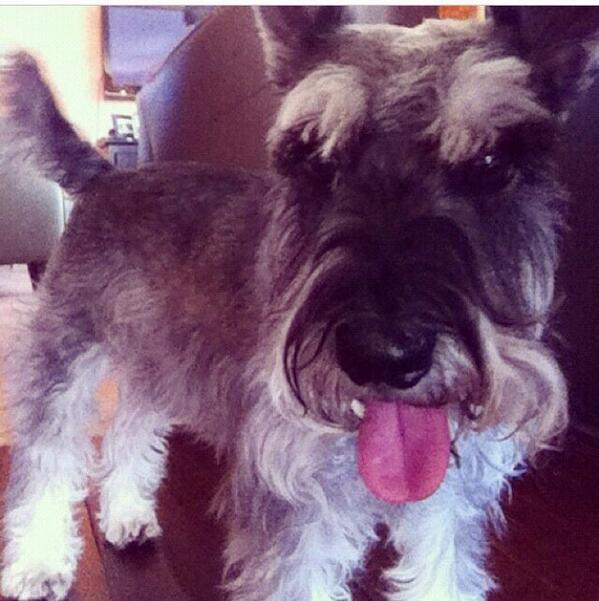 Coppellpups's tweet photo. "Bae" 😍😍😍 http://t.co/FCjcBtD00Q