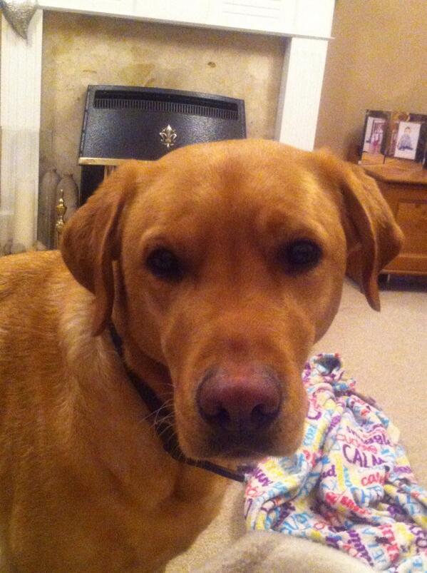 louby_s's tweet image. @ChesterWoof @Dougal_the_Lab aww!! A pile of Labs! Your Lab on the left looks so much like my Bailey #Labsareawesome