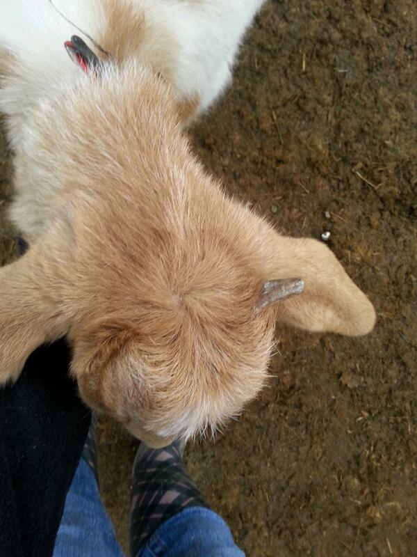 Carlaylay_95's tweet image. Lola is only growing one horn 😂😂😂👌 #sillygoat