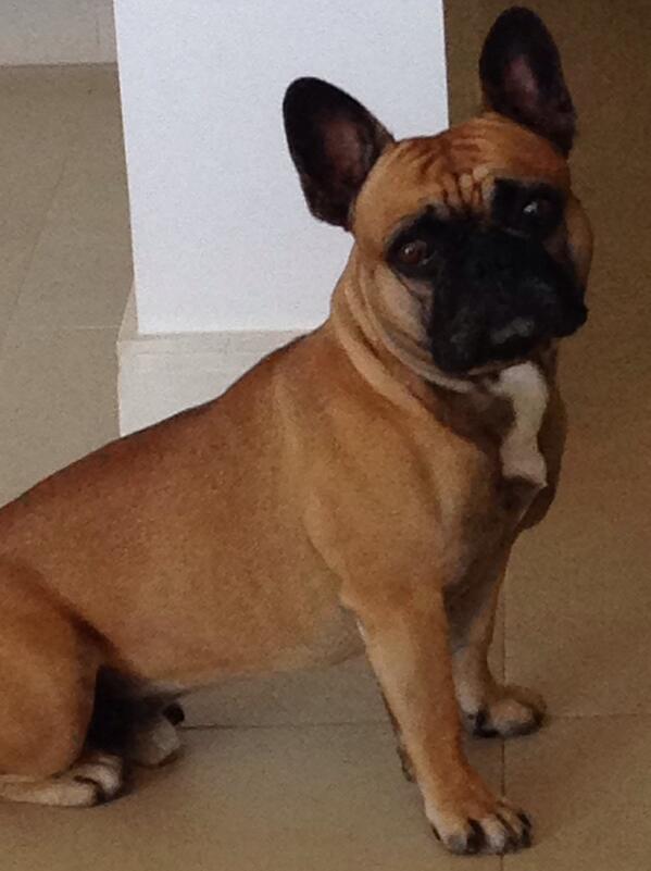 padrefabiodemelo tweet media