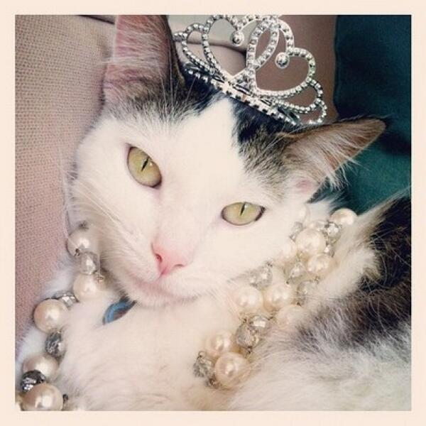 Гламурная кошечка. Гламурная кошка. Кот в короне. Кот с короной на голове. Кошки в драгоценностях.