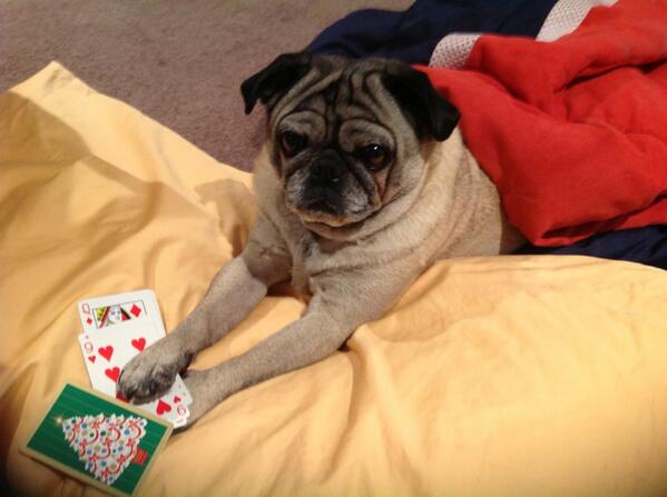 2020pug's tweet image. It's Friday night let the card game begin #pugs #pugfun #pug