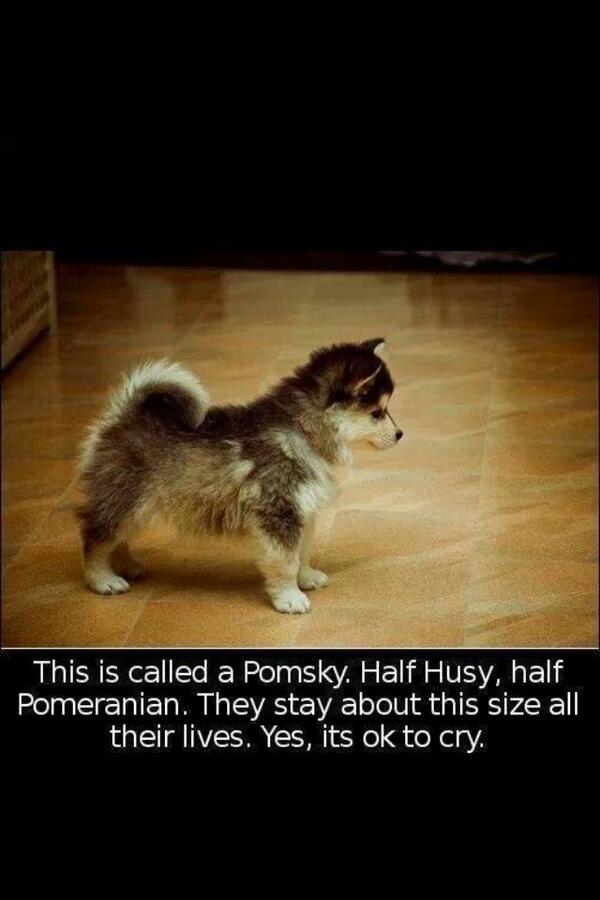 AustinDenoyer's tweet photo. Getting this puppy for my girlfriend http://t.co/wWLEYoaNYh