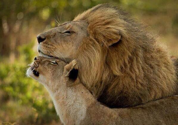 jrosfite's tweet photo. “@NaturPictures: Donde hay amor hay vida. http://t.co/jza28GAyEe” @AryyRuiz