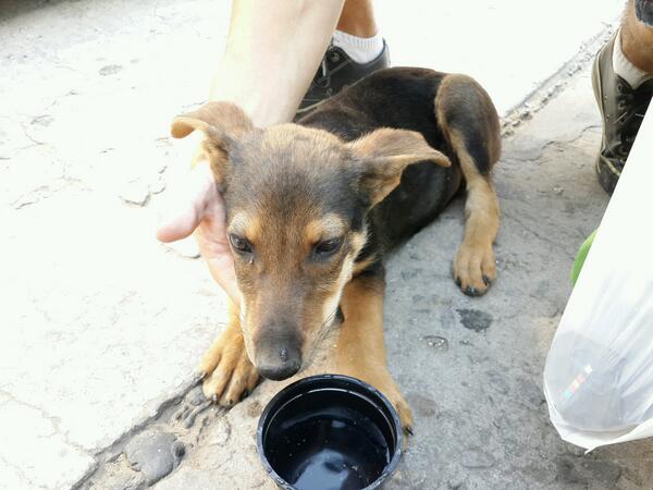 maximacaluse's tweet photo. Rescatamos un perrito de la ruta. Esta en adopcion. Capital o zona norte Bs.As. interesados contactar @NataliaFassi http://t.co/J0lA1ywmyW