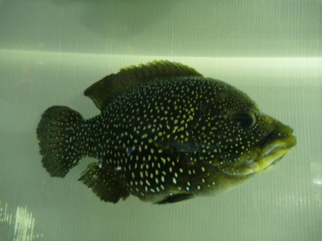 熱帯魚 マダガスカルシクリッド(正式名称 パラティラピア
