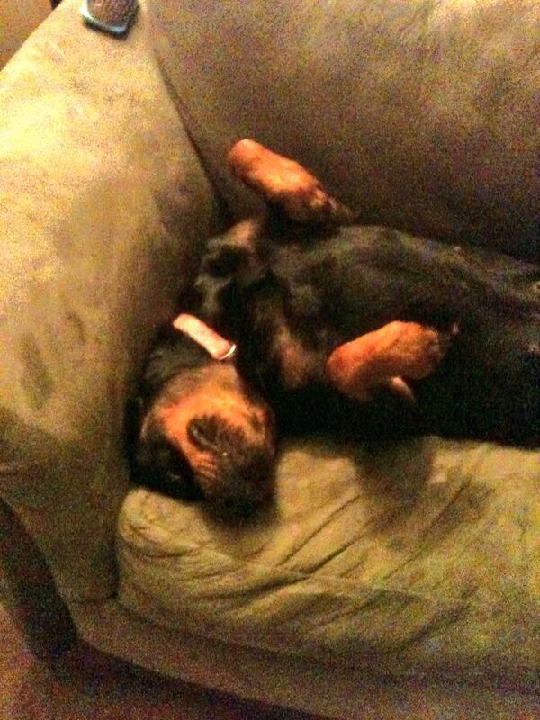 RandySemones's tweet photo. Think she's done for the night but she's in my spot...#dogslifeshesgotitmade.. http://t.co/S8GfYsZVz5