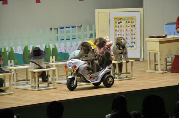 2013monkey's tweet photo. 바이크타는 원숭이 친구들~~
스피드를 아는 친구들이에요ㅋㅋㅋ http://t.co/jo2ZLAGHzG