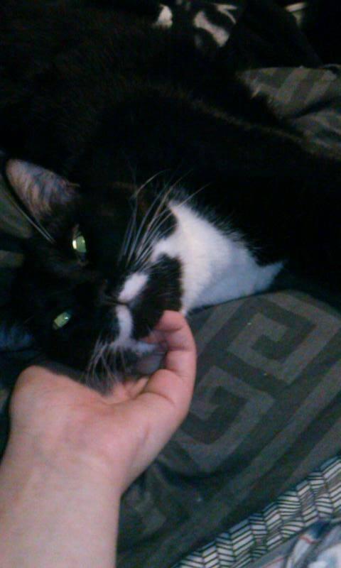 MorganUntitled's tweet image. The main reason i stopped drawing for the night.. how can you say no to this face :3 I'm melting :P