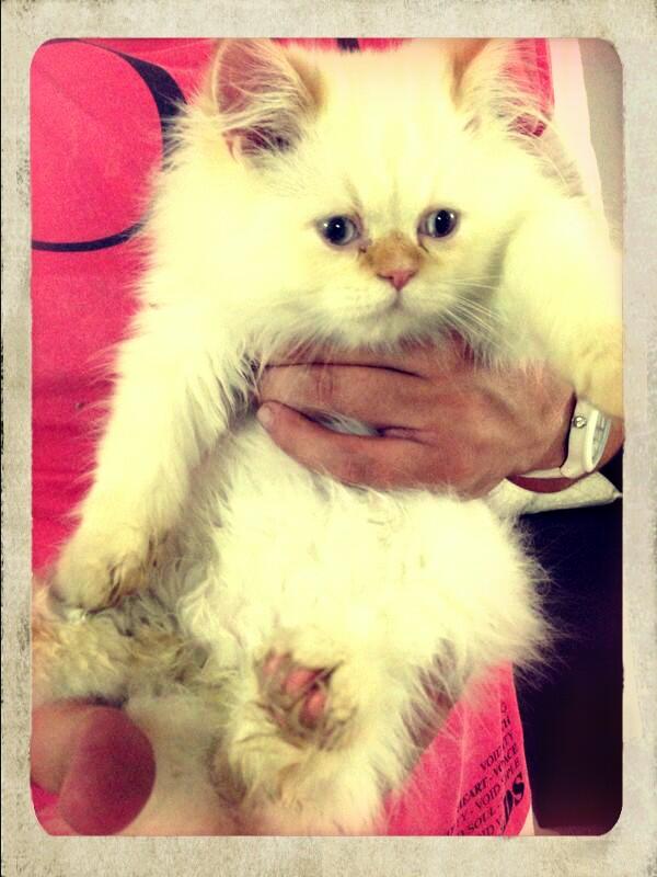 PRICOHEN's tweet photo. Lucio :) http://t.co/5C9DQ1UHpC