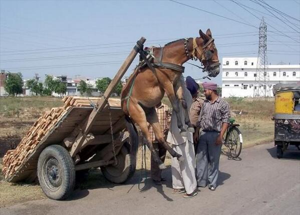 Kuizr's tweet photo. So sad for this poor animal.. http://t.co/0neU0Jlil7