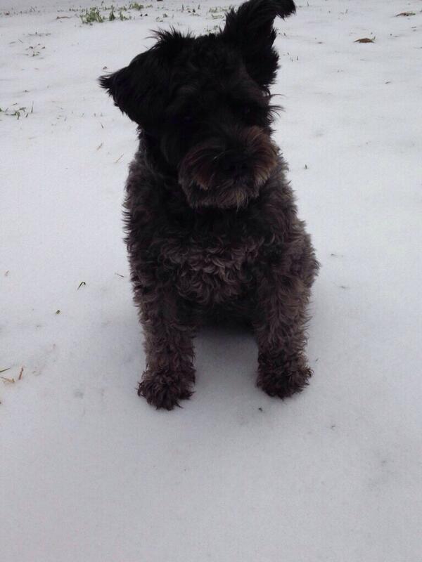 Coppellpups's tweet photo. "Heidi" do ya hear something there sweetie?☺️ http://t.co/jwGbxZ3Jd9