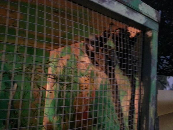 2013monkey's tweet photo. 작고 귀여운 마모셋원숭이 친구들^^ http://t.co/YFOrjwn0eK