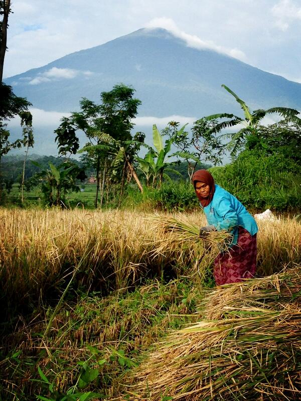 SignFound's tweet image. Farming in rainy season is really challenging #rainharvest