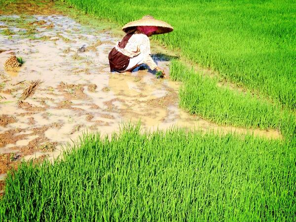 SignFound's tweet image. Climate anomali is changing the agricultural practices #rainharvest