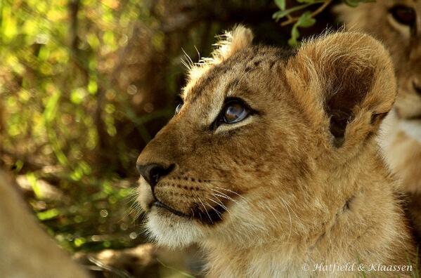 StratHatfield's tweet photo. #lion #cubs are so adorable. Check this photo taken recently in #Kenya
#photography #safari #baby #wildlife http://t.co/mZaFnL3p5G