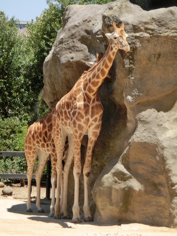 JohnCleese's tweet photo. This is the very rare Australian Eight-Legged Giraffe, the only marsupial giraffe in captivity. http://t.co/gVIqW8TK80