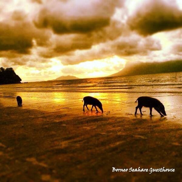 BorneoSeahare's tweet photo. Take a look - Pigs on the beach. Taken by @gregdundee at Bako National Park, Sarawak. #nature #wildlife #photography http://t.co/I4CPZspvhU