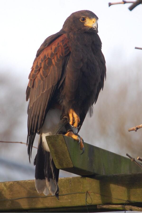 Dongie3's tweet photo. Toch last van zij poot ??
#buizerd #woestijnbuizerd http://t.co/x4vUXY8EKD