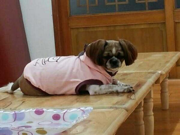 rainjhy76's tweet photo. 시츄남매들의 평생 가족이 되어주세요.정말 순하디 순한녀석들이구요,배변도 잘가리고 헛짖음도 없는 똑똑하고 사랑스런 시츄남매입니다.더이상 옮겨 다니지않게 평생가족을 찾습니다.일단 임보처도 급해요01077970470 http://t.co/Ydskn4s6xX