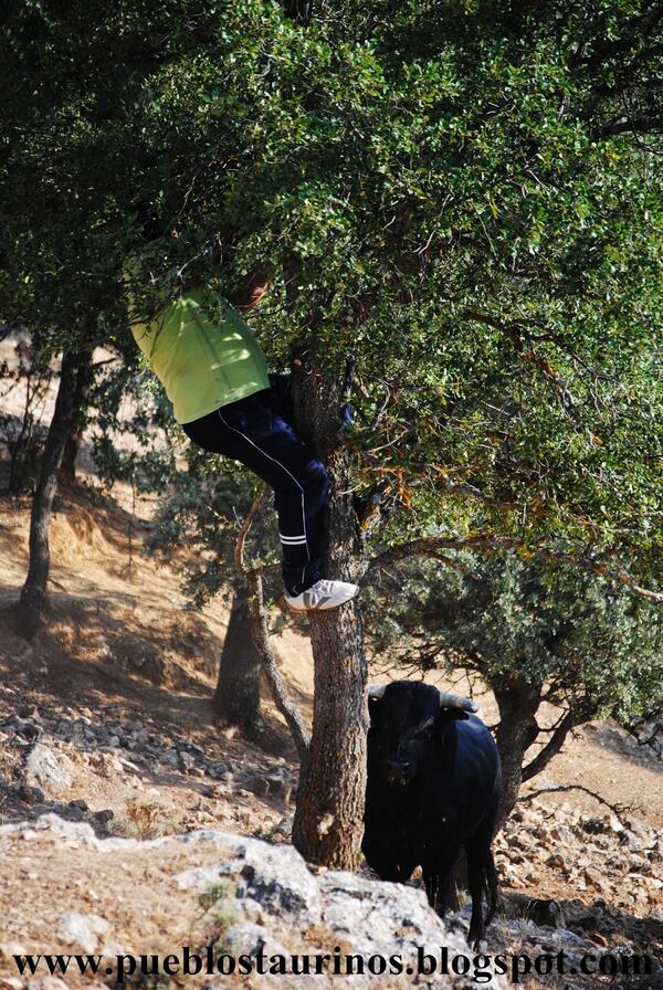 Otra mas de Fuentelviejo. Momentos de apuros en el arbol  pueblostaurinos.blogspot.com