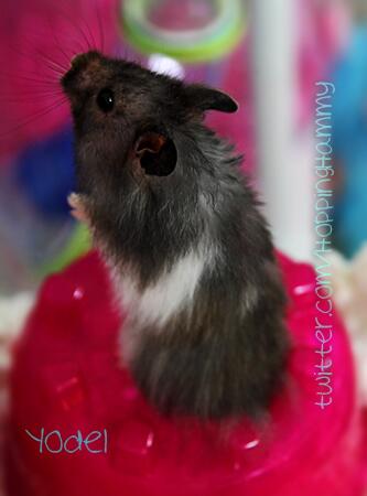 “<a href="/HoppingHammy/">HoppingHammy 💖</a>: Yodel doesn't seem to mind his new, hot pink igloo *too* much. ;) ” please follow me!