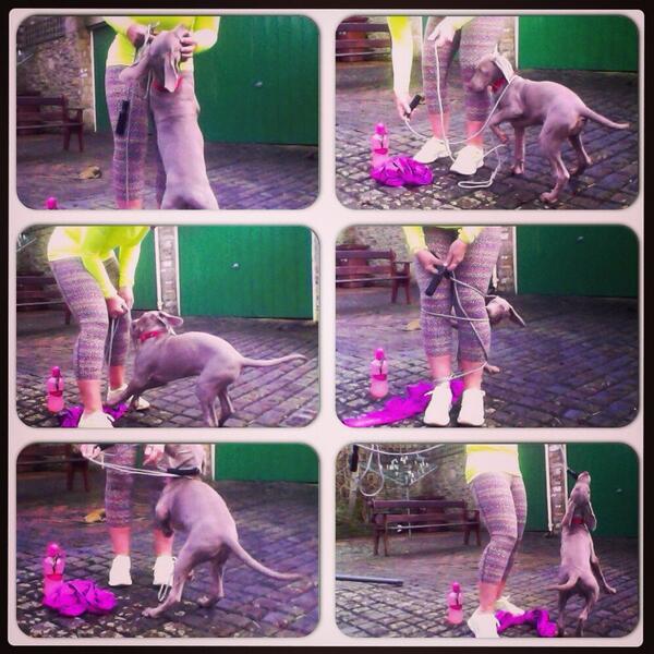 ZeroSixChick's tweet photo. Workout time with Gracie http://t.co/VMgR0Ym9Rj