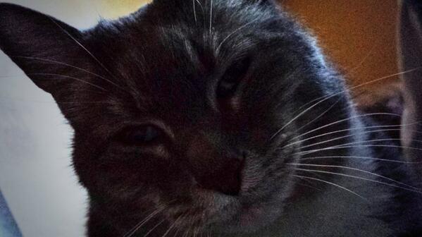 Hart_Taylor17's tweet image. Well here's what I just woke up to and it scared the crap out of me. #hellocat #angel