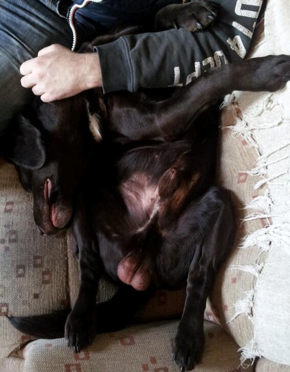 MrButtonDog's tweet image. Relaxed! #itsadogslife #dogsrule #chillaxed #springador #mrbuttondog #springasnore