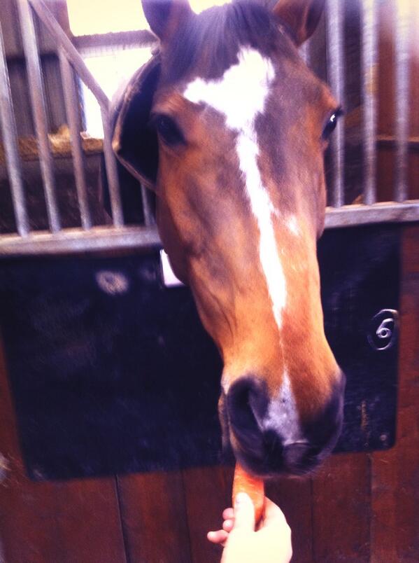 Jodie_O_Keeffe's tweet image. So happy to see my main man again #kachemirelebeau #tugofwar #LCproblems