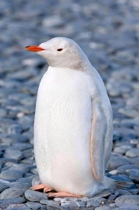 mattalx's tweet photo. "@ThatsEarth: Rare White Penguin http://t.co/VnfyzH7NtL"  @BigBucks09 sooo cute