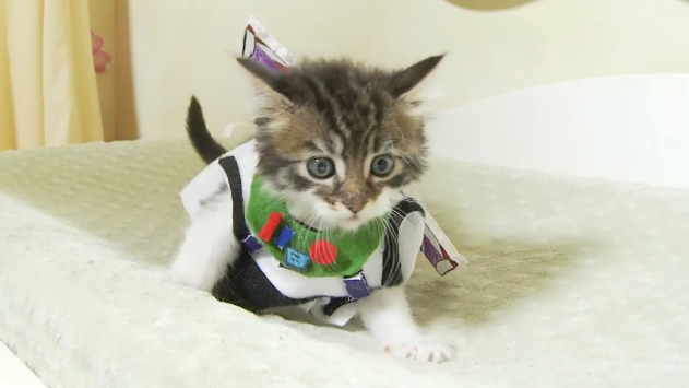 Youtube On Twitter What If Buzz Lightyear Was A Cat 