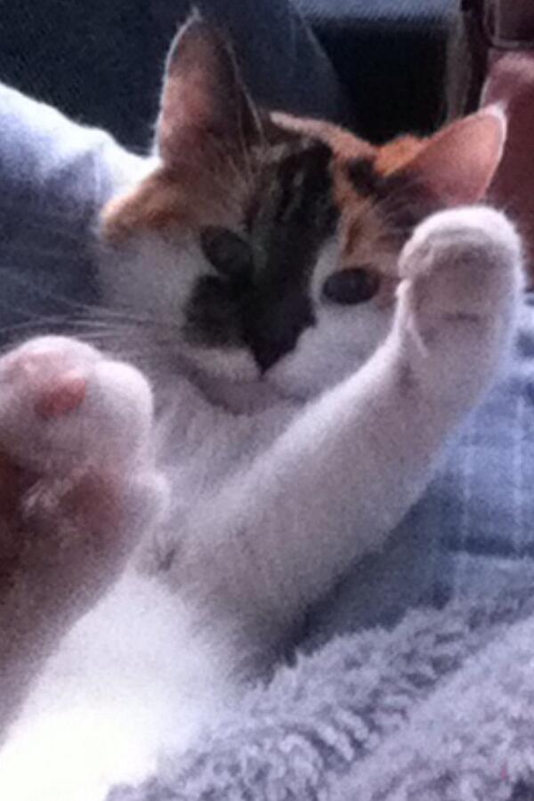 SilvanBo's tweet image. Gevonden poesje al een jaar mijn huisgenootje ❤️