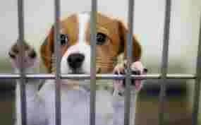Pup Aid 2025 (@pupaid) on Twitter photo Thanks AGAIN <a href="/rickygervais/">Ricky Gervais</a> for the RT welcome all new followers we're promoting rescue pets + fighting puppy farming Thanks AGAIN <a href="/rickygervais/">Ricky Gervais</a> for the RT welcome all new followers we're promoting rescue pets + fighting puppy farming