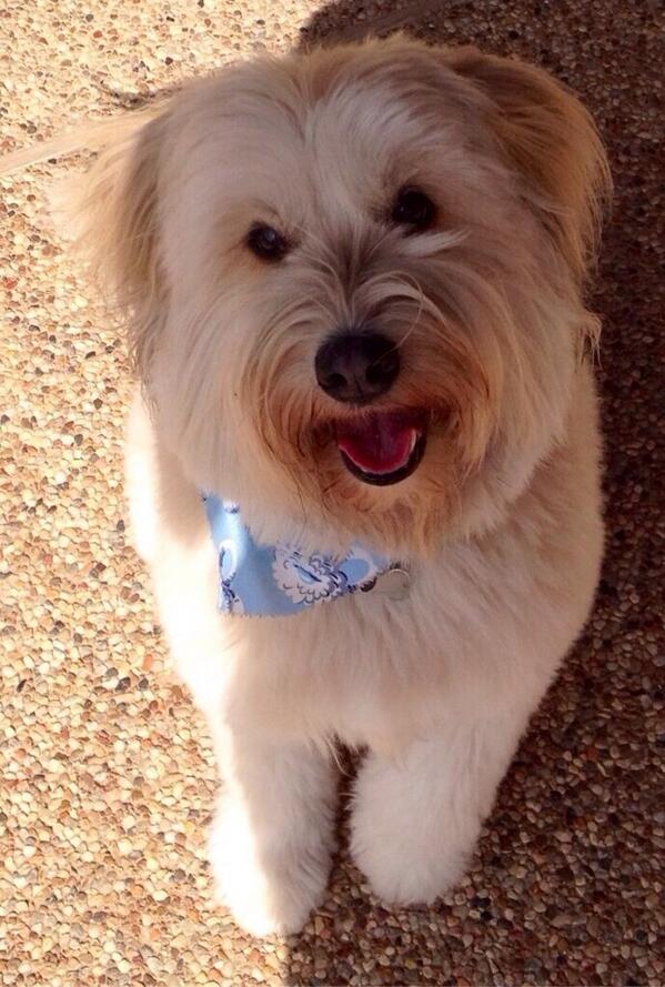 Coppellpups's tweet photo. #selfiesaturday ☺️ http://t.co/lMxTQeOSnV