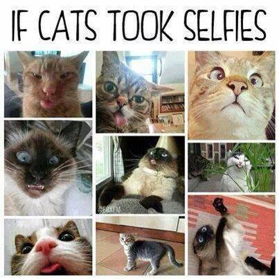 petsaccepted's tweet image. So true! #petsaccepted