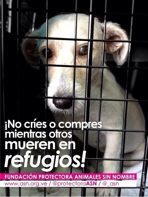 protectoraASN's tweet photo. Mensaje muy cierto: ¡¡NO CRÍES NI COMPRES, MIENTRAS OTRO MUERE EN UN REFUGIO!! https://t.co/KRQeSXAamI