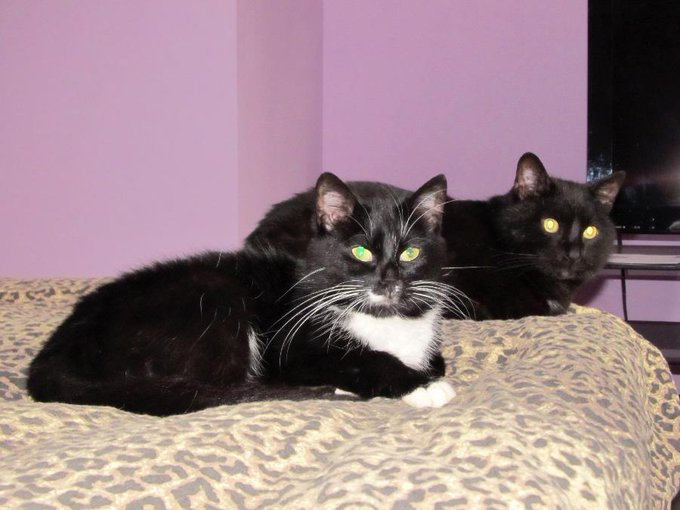 My lovely cats :* #cats http://t.co/xI56X5w5fR<a href="/tag/cats"class="tags">#cats</a>