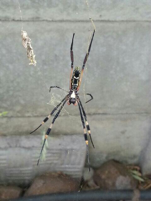 C O R L I ★ツ. tweet media