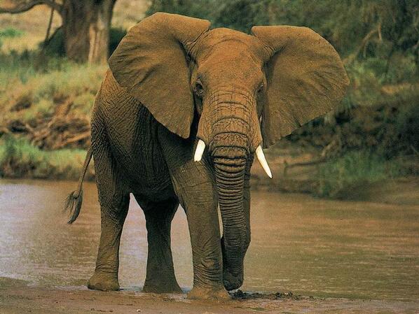 DamirTankovic's tweet photo. Two Elephants Reunited After More Than 20 Years video @ https://t.co/SddvoAYb7x http://t.co/W5P5ma47x9